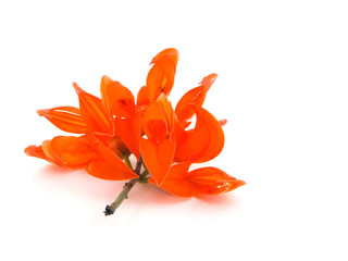 Newguinea Creeper flower isolated on white