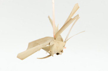 origami dragonfly from coconut leaf isolated.