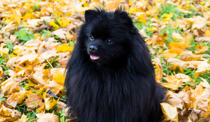 pomeranian dog german spitz autumn season