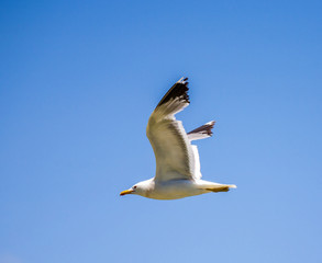 california gull flying over the beautiful Mono Lake