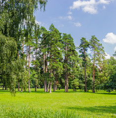 Glade in the park
