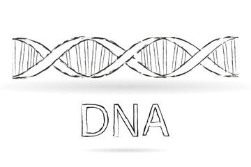 DNA vector