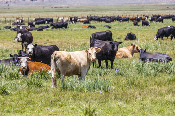 cows grazing at the meadow