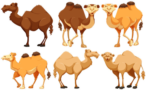 Camels
