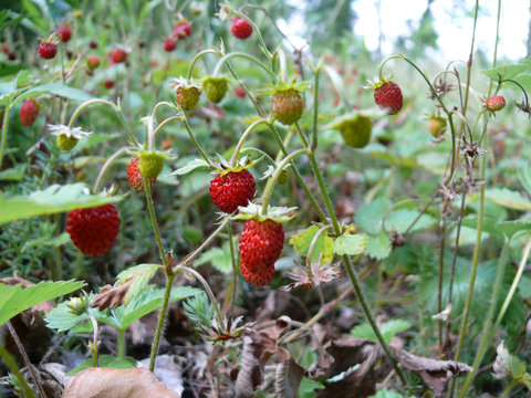 Fresas salvaje o frutilla silvestre