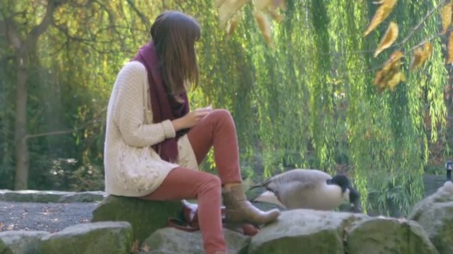 A young woman sits on a rock in the park and feeds geese bread