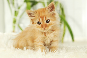 Obraz premium Redhead kitten on white plaid