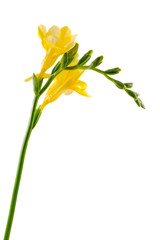 Yellow freesia flower, isolated, close up, white background