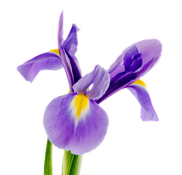 Mauve, blue iris flower, close up, isolated, white background