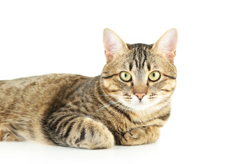 Beautiful cat on white background