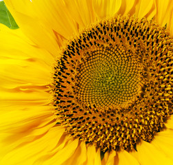 yellow sunflower  
