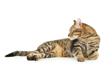 Beautiful cat isolated on white