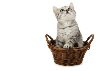 Obraz na płótnie Canvas Beautiful cat in basket isolated on white