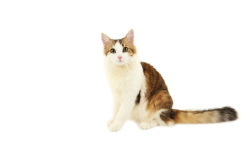 Beautiful cat isolated on white background