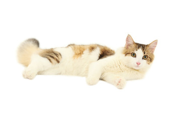 Beautiful cat isolated on white background