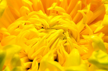 Yellow chrysanthemum flowers, close up