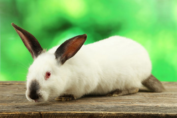 White rabbit on grey wooden background