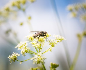 Macro of fly sitting on plant