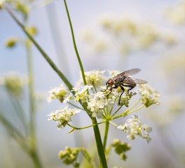 Macro of fly sitting on plant