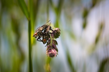 Macro of fly sitting on plant