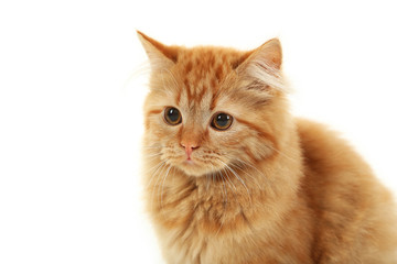 Portrait of redhead long hair kitten on white background