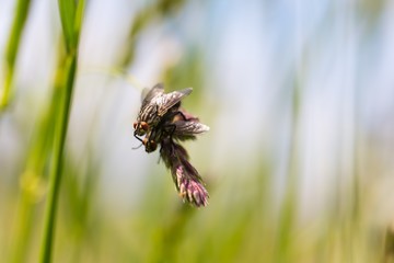 Macro of fly sitting on plant
