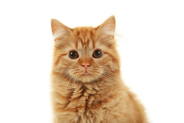 Portrait of redhead long hair kitten on white background
