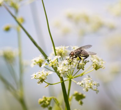 Macro of fly sitting on plant