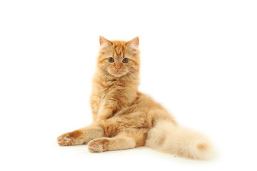 Obraz premium Redhead long hair kitten isolated on white