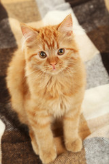 Redhead long hair kitten on warm plaid