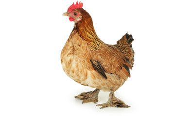 Brown hen isolated on white