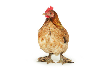 Brown hen isolated on white