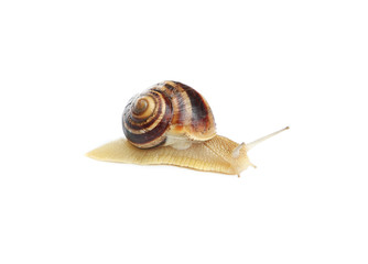 Garden snail isolated on white