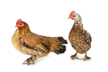 Hens isolated on white