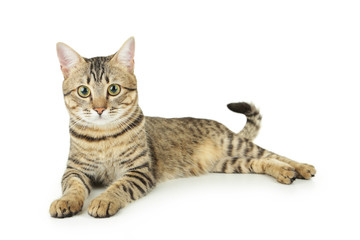 Fototapeta premium Beautiful cat isolated on white