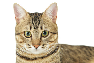 Beautiful cat on white background