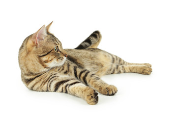 Beautiful cat isolated on white