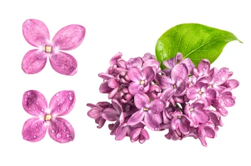 Poster Im Rahmen Spring lilac flowers with water drops isolated on white backgrou © LiliGraphie