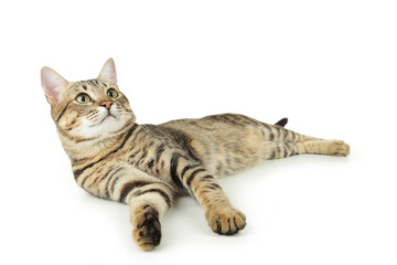 Obraz premium Beautiful cat isolated on white