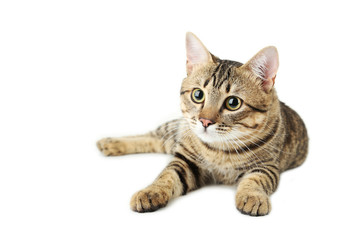 Beautiful cat isolated on white