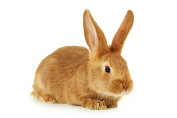 Young red rabbit isolated on white