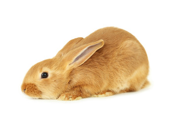 Obraz premium Young red rabbit isolated on white