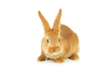 Young red rabbit isolated on white
