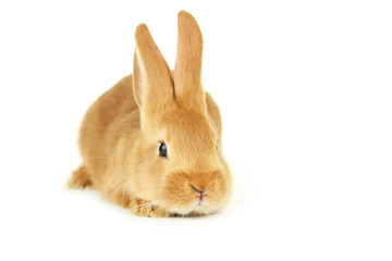 Young red rabbit isolated on white