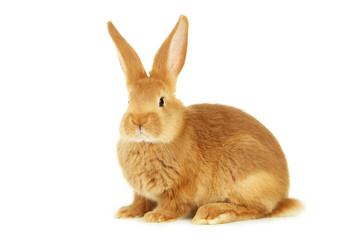 Fototapeta premium Young red rabbit isolated on white