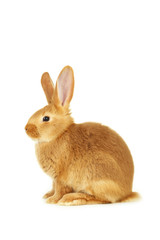 Young red rabbit isolated on white
