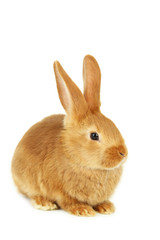 Young red rabbit isolated on white