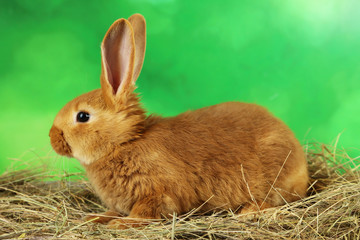 Young red rabbit in hay on green background