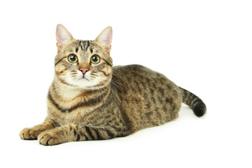 Beautiful cat isolated on white