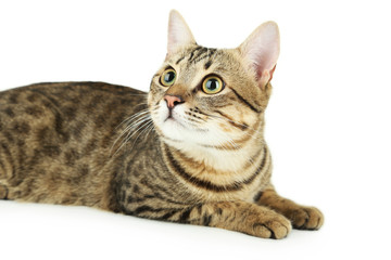Beautiful cat on white background
